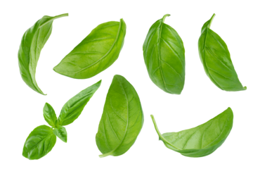 Set of flying basil leaves on white background