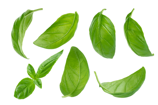 Set of flying basil leaves on white background