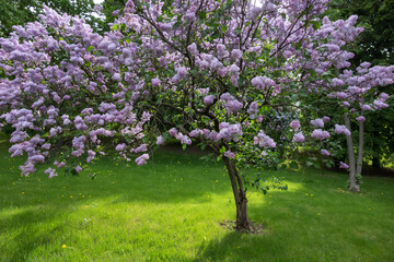 Beautiful lilac bush against the background of green grass and trees