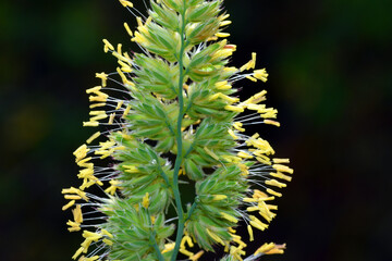 Detail of the stamens with pollen of a grass responsible for allergies
