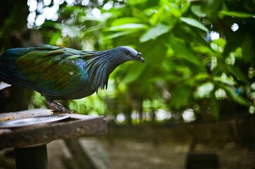 A close-up shoot of a bird