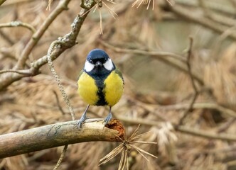 Small great tit bird perched atop a barren tree branch against a backdrop of dry brush