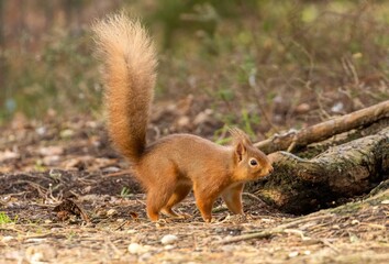 Naklejka na ściany i meble Curious red squirrel stands in a lush forest, taking a stroll across the lush green grass
