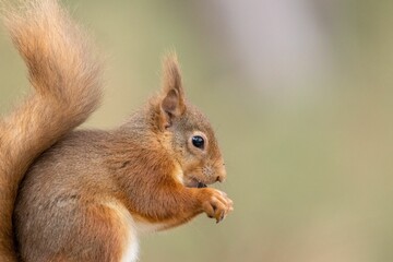 Bushy-tailed red squirrel nibbling on a snack held in its small, furry paw