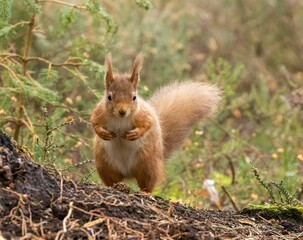 Furry red squirrel sprinting in the lush foliage of a forest