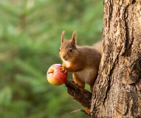 a red squirrel eating an apple on the trunk of a tree © Sarahlou Photography/Wirestock Creators