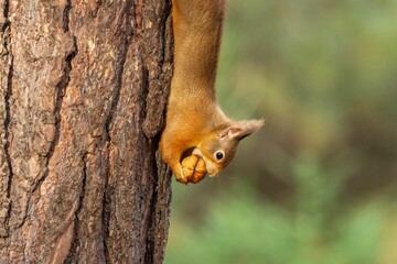 Small red squirrel climbing up the side of a rough, bark-covered tree holding a nut