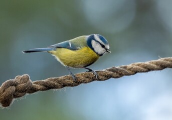 Vibrant yellow and blue great tit perched on the rope