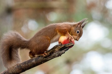 the squirrel eats an apple on the twiggy branch