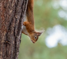 Small, red squirrel clings to the trunk of a tall, green tree in a wooded area