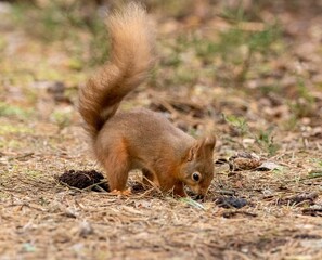 Vibrant red squirrel burrying food in the forest © Sarahlou Photography/Wirestock Creators