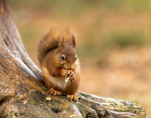 Red squirrel perched atop a gnarled tree branch, enjoying a tasty nut