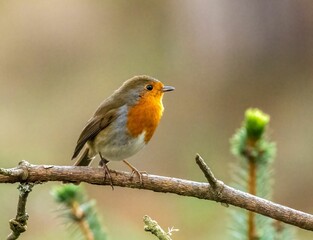 Close-up shot of a redbreast robin perched on a tree branch