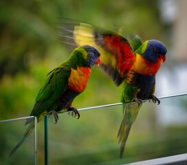Loriini birds perched side-by-side on a ledge, basking in the sunshine
