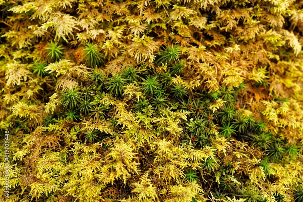Poster aged evergreen tree with a weathered bark texture, partially covered in a layer of moss