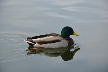 Mallard duck swimming across a blue lake