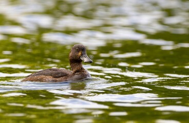 Duck swimming in a lake in the sunlight