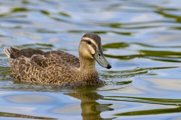 Duck swimming in a lake in the sunlight