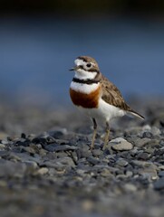 Double-banded plover bird perched on a rocky outcropping overlooking a body of water