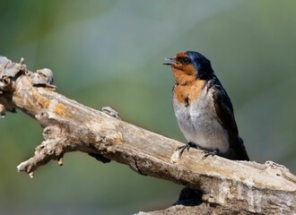 Welcome swallow bird perched atop a tree branc