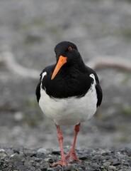 Closeup of a eurasian oystercatcher bird perched on pebbles