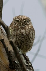 Closeup of an owl perched on a thick, bare tree branch