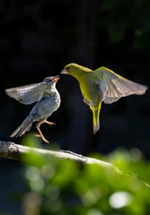 Greenfinch birds perched on a thin tree branch