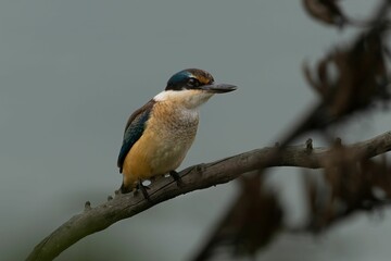 Sacred kingfisher bird perched on a thin branch in a natural outdoor setting