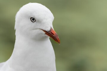 Closeup of a red-billed gull on a blurred background