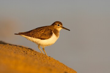 Closeup of the Common Snipe (Gallinago gallinago) on a sandy shore