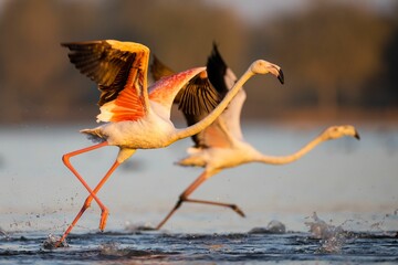 Two flamingos taking flight over the river water