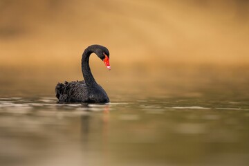 Single black swan gliding across the tranquil surface of a tranquil pond