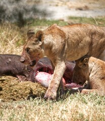 Lioness eating hunting