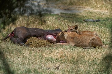 Lion hunting on the grass 