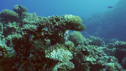 Fototapeta na wymiar Bleached Hard Table Coral Acropora. Bleaching and death of corals from excessive seawater heating due to climate change and global warming. Decolored corals in Red Sea, Safaga, Egypt