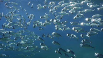 Large school of Striped Mackerel or Indian Nackerel (Rastrelliger kanagurta) swim up in blue Ocean...