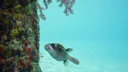 Puffer fish swims next to coral-covered pier. Masked Puffer (Arothron diadematus) swimming next to...