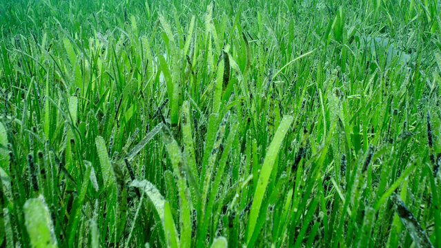 Closeup of seagrass bed covered with vivid green sea grass Sickle-leaved Cymodocea seagrass (Thalassodendron ciliatum) seagrass meadow on sunny day, Red sea, Safaga, Egypt