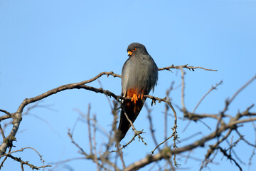 A male red-footed falcon (Falco vespertinus) sits on a branch near the nest against a bright blue sky. Close-up detailed photo with vibrant colors
