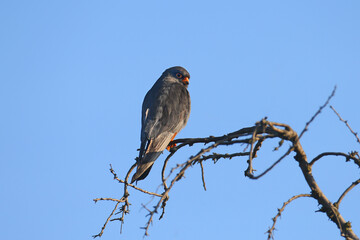 A male red-footed falcon (Falco vespertinus) sits on a branch near the nest against a bright blue sky. Close-up detailed photo with vibrant colors