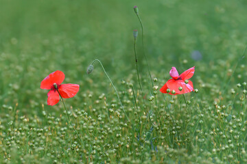 Two bright red poppy flowers grow among a field of flax and its seed capsules. Close-up bright photo