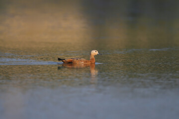 A variety of ruddy shelduck (Tadorna ferruginea) adults and juveniles close-up shot against blue water and close-up