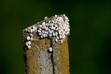 A huge number of small white snails gathered on a concrete column