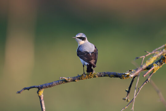 A male northern wheatear or wheatear (Oenanthe oenanthe) sits on a tree branch and looks straight into the camera against a beautifully blurred green background. Close-up detailed photo