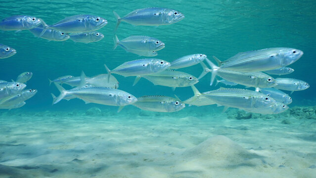 School of Mackerel fish swims over sandy seabed in shallow water on bright sunny day in sunrays, Red sea, Safaga, Egypt
