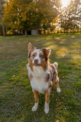 Adorable Australian Shepherd dog standing in a grassy area