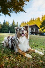 Adorable Australian Shepherd dog standing in a grassy area