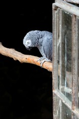 Grey parrot is perched on a wooden branch