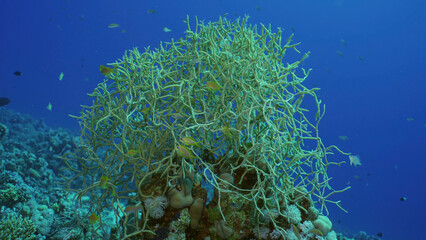 Soft coral colony (Rumphella torta) colorful tropical fish swim around in blue water on sunny day, Red sea, Safaga, Egypt