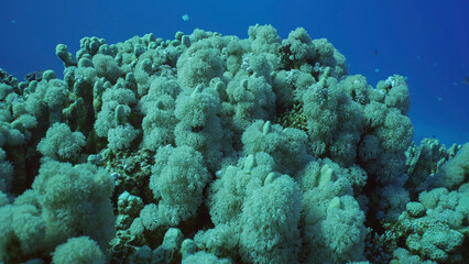 Naklejka na ściany i meble Flowerpot coral or Anemone coral (Goniopora columna) grown on hard corals Porites, Red sea, Safaga, Egypt